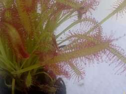 صورة Drosera anglica Huds.