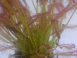 صورة Drosera anglica Huds.