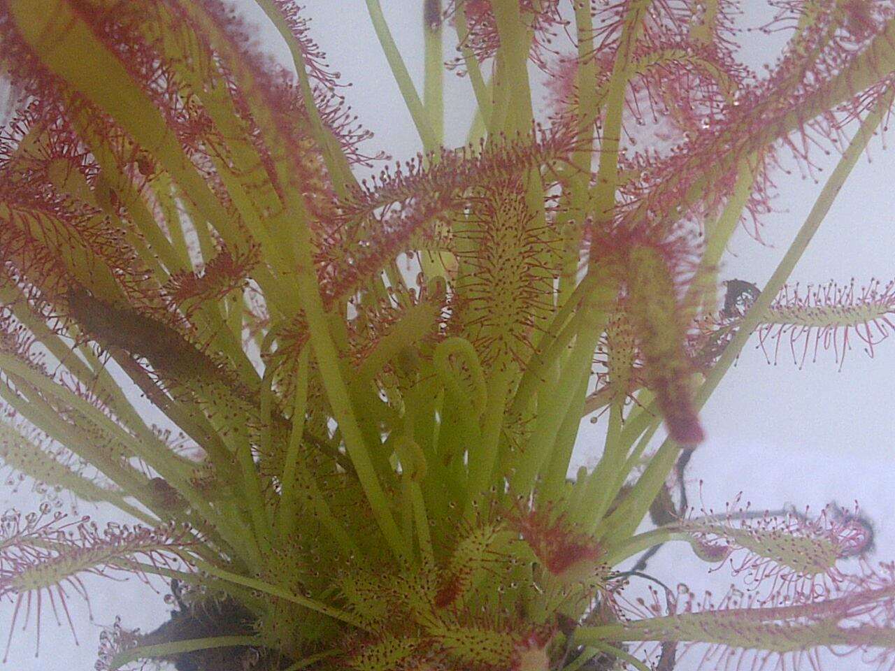 صورة Drosera anglica Huds.