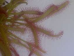 صورة Drosera anglica Huds.