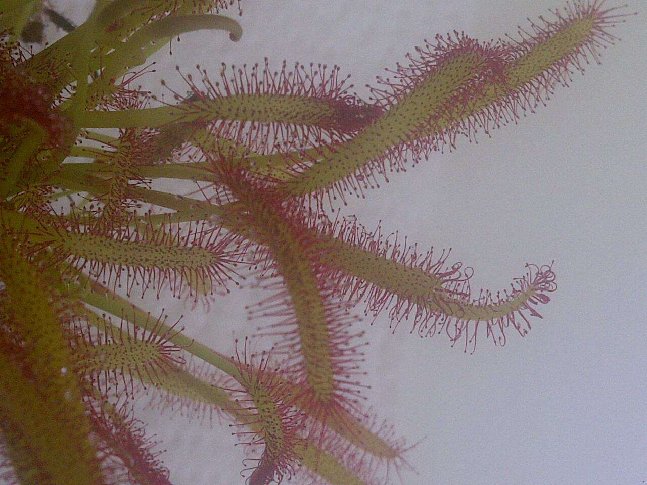 صورة Drosera anglica Huds.