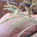 Imagem de Eremophila gilesii subsp. variabilis