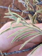 Imagem de Eremophila gilesii subsp. variabilis