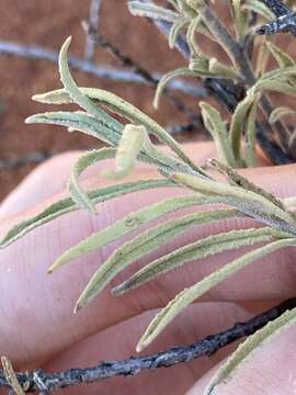 Imagem de Eremophila gilesii subsp. variabilis