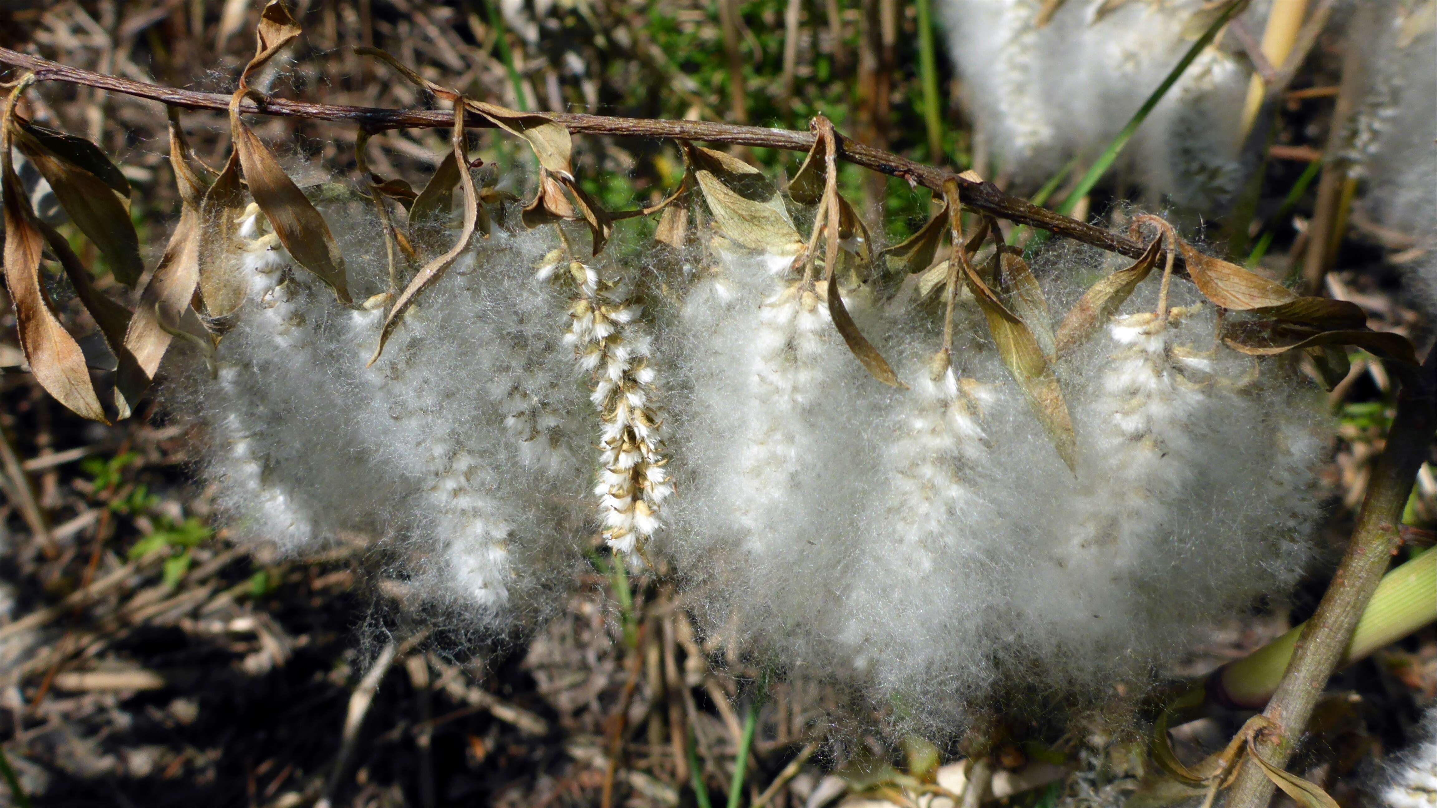 Image of White Willow