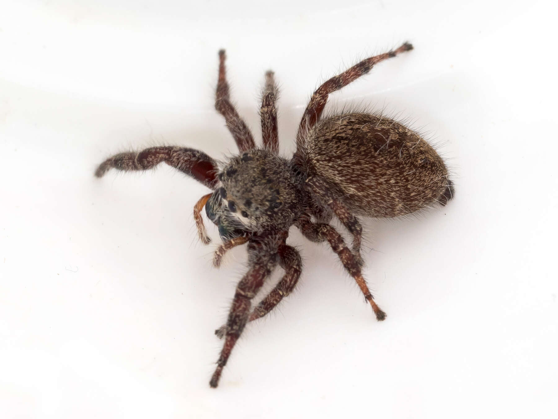 Image of Phidippus princeps (Peckham & Peckham 1883)