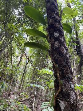 Image de Bulbophyllum baileyi F. Muell.