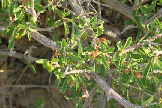 Image of Small-leaved white raisin