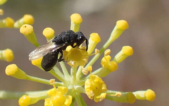 Image of Heimbra opaca (Ashmead 1894)