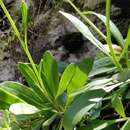 Plancia ëd Sinapidendron frutescens subsp. succulentum (Lowe) Rustan