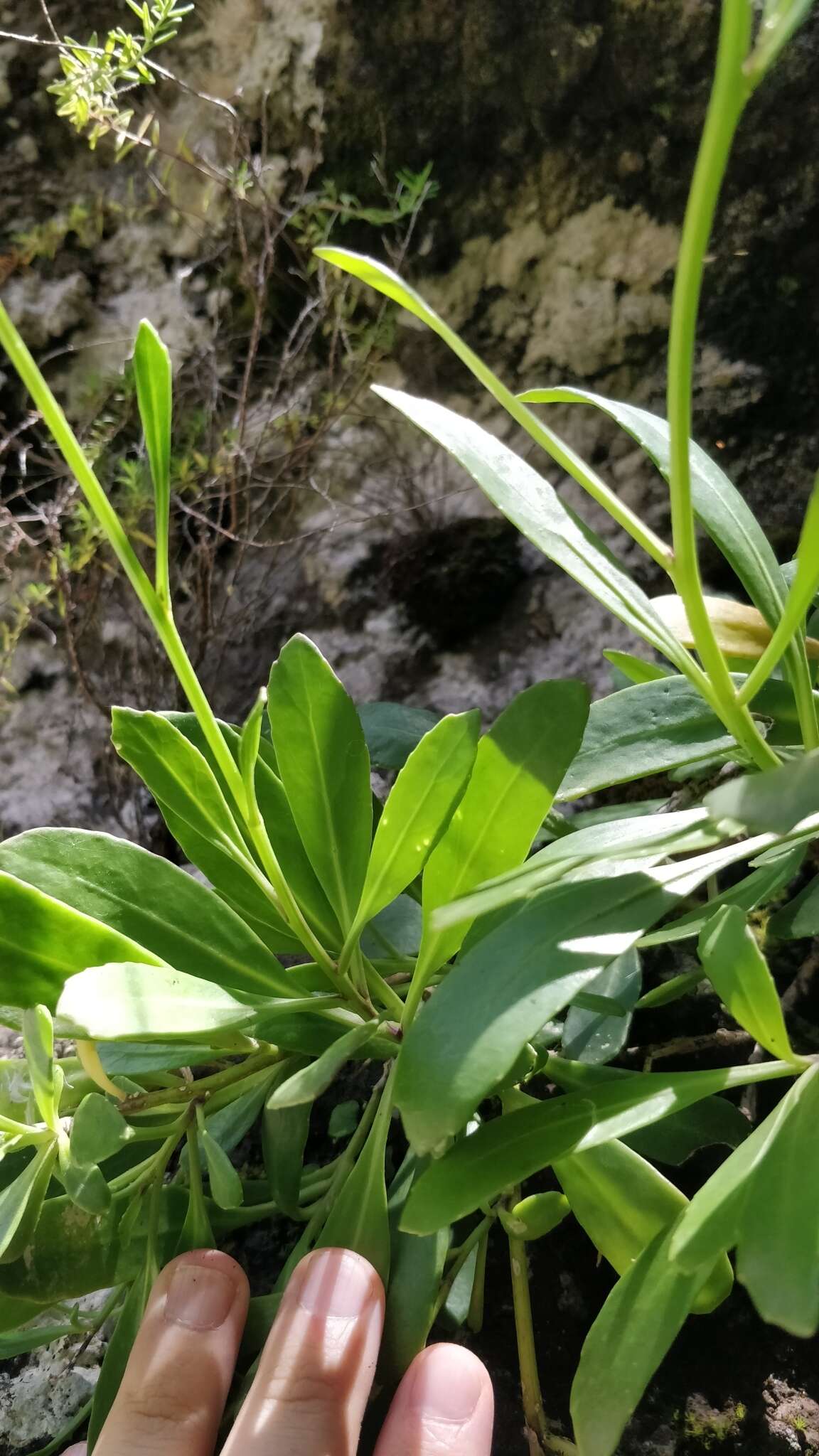Слика од Sinapidendron frutescens subsp. succulentum (Lowe) Rustan