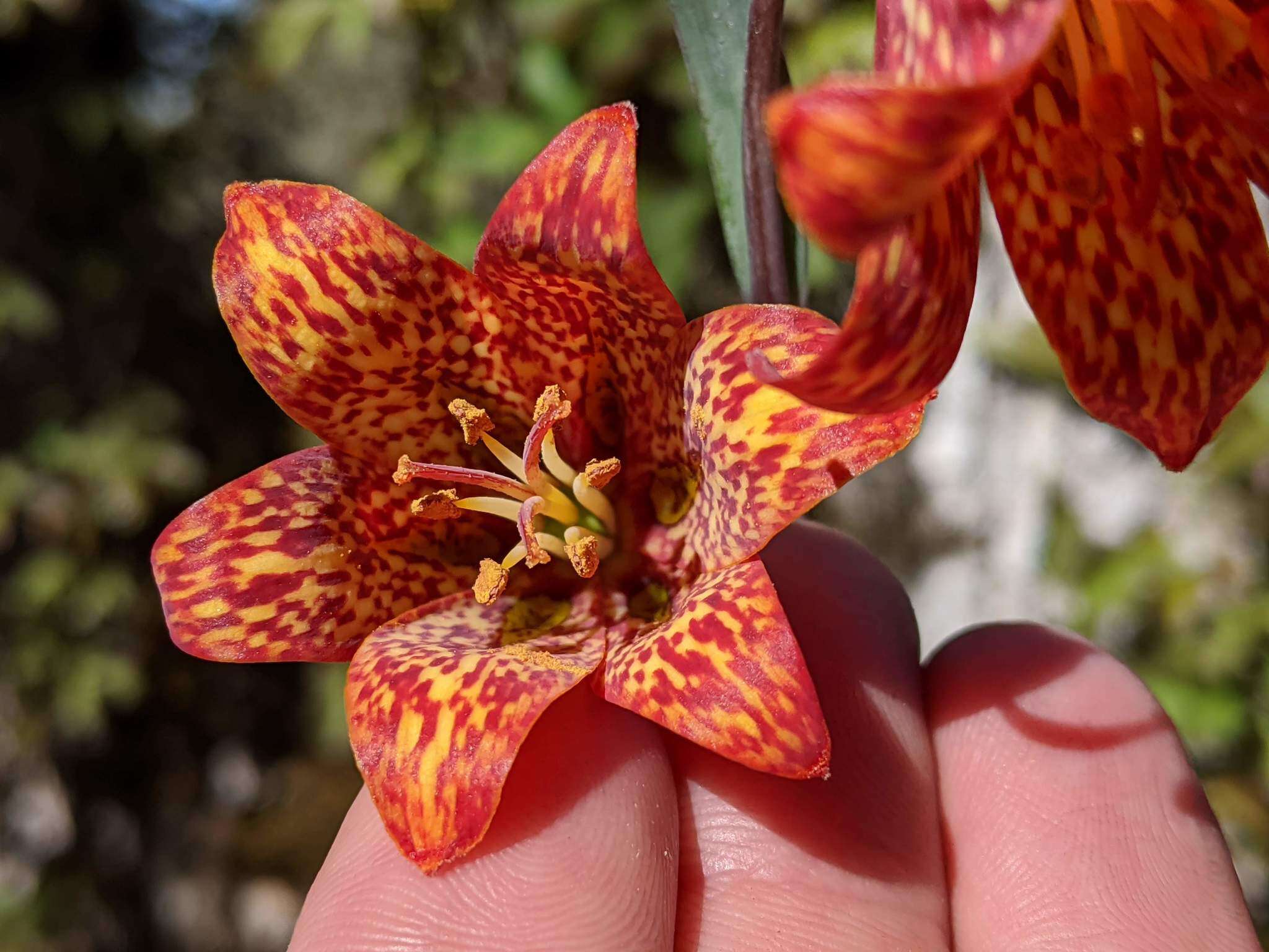 Image of Gentner's fritillary