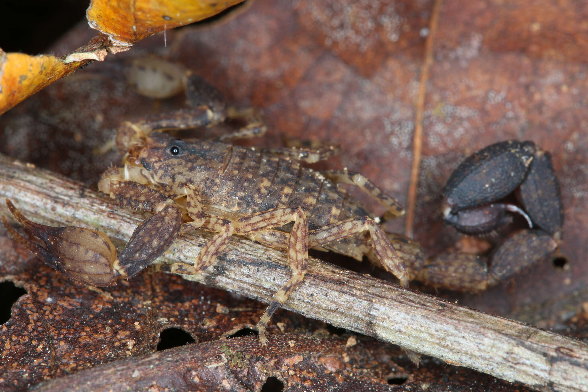 Image of Tityus ocelote Francke & Stockwell 1987