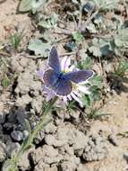 Image of Plebejus argyrognomon (Bergsträsser (1779))