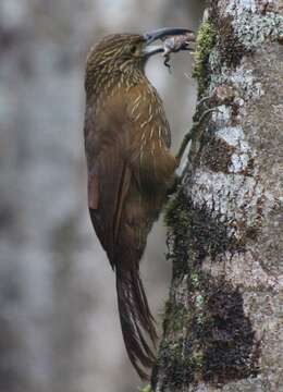 Image of Strong-billed Woodcreeper