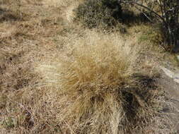 Image of silver tussock