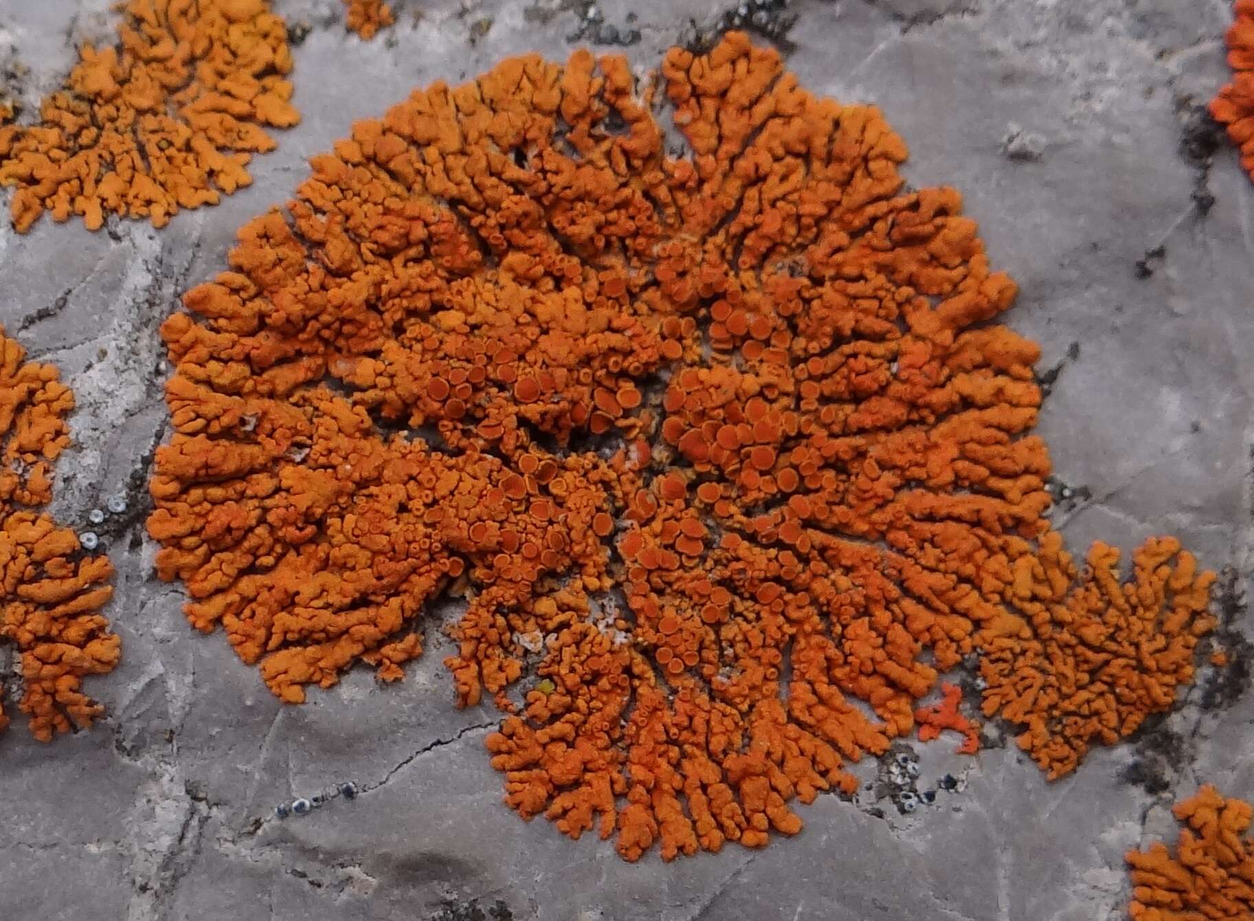 Image of elegant orange wall lichen