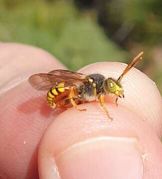 Image of Nomada bifasciata Olivier 1811