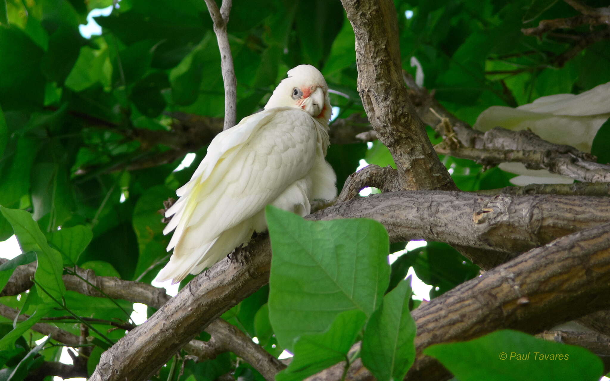 Image of Little Corella