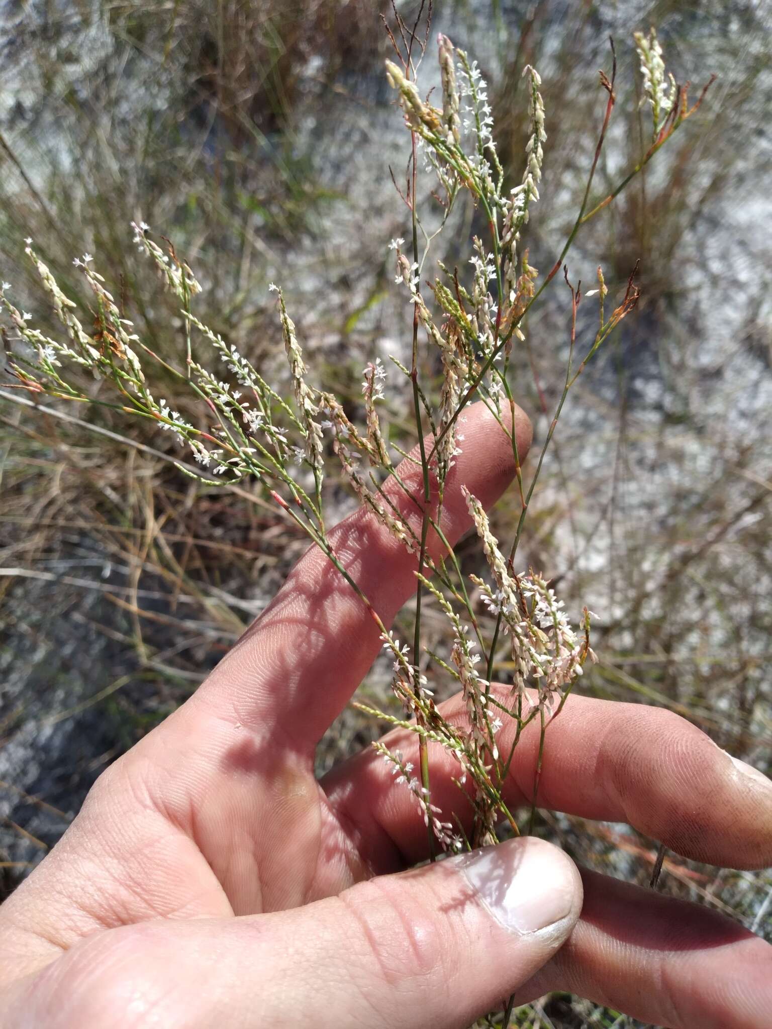 Image of hairy jointweed