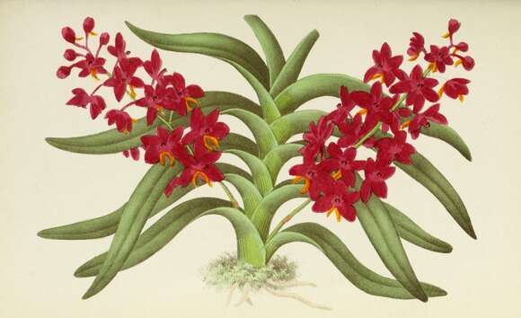 Image of Vanda curvifolia (Lindl.) L. M. Gardiner