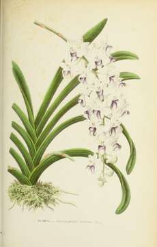 Imagem de Rhynchostylis retusa (L.) Blume