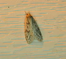 Image of Semioscopis megamicrella Dyar 1902