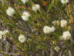 Image of bottlebrush teatree