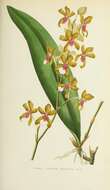 Image of mule-ear orchid