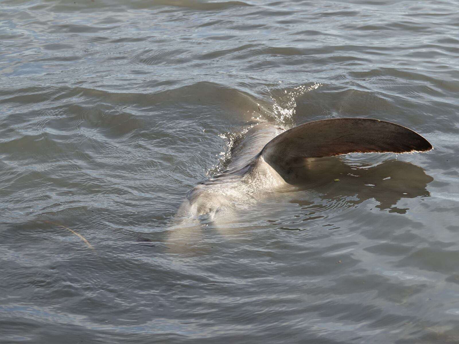 Слика од Carcharhinus brachyurus (Günther 1870)