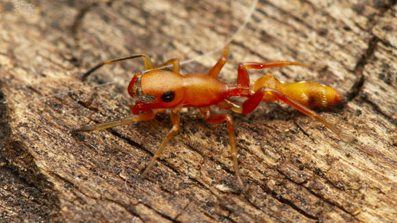 Image of Myrmarachne ichneumon (Simon 1886)