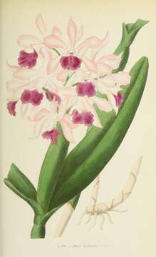 Image of Cattleya elegans C. Morren