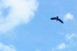 Image of Marquesan Imperial Pigeon