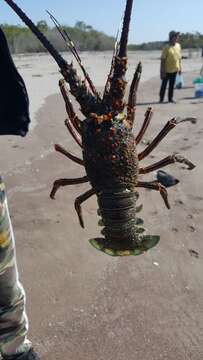 Image of Pinto lobster