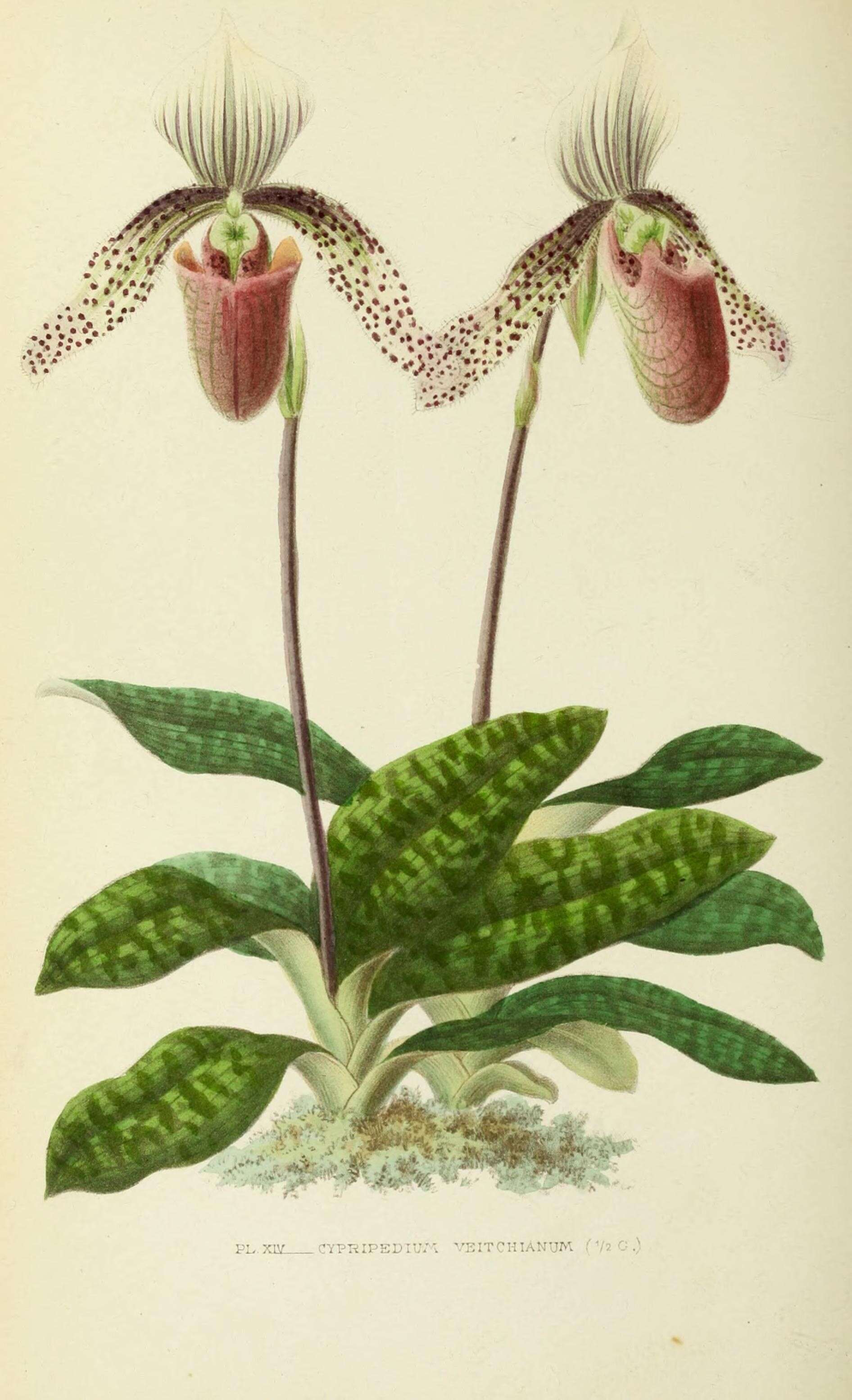 Image de Paphiopedilum superbiens (Rchb. fil.) Stein