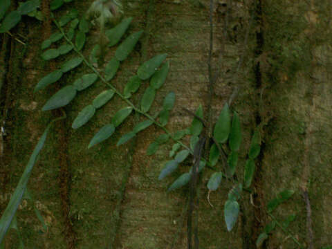 Image of Pothos longipes Schott