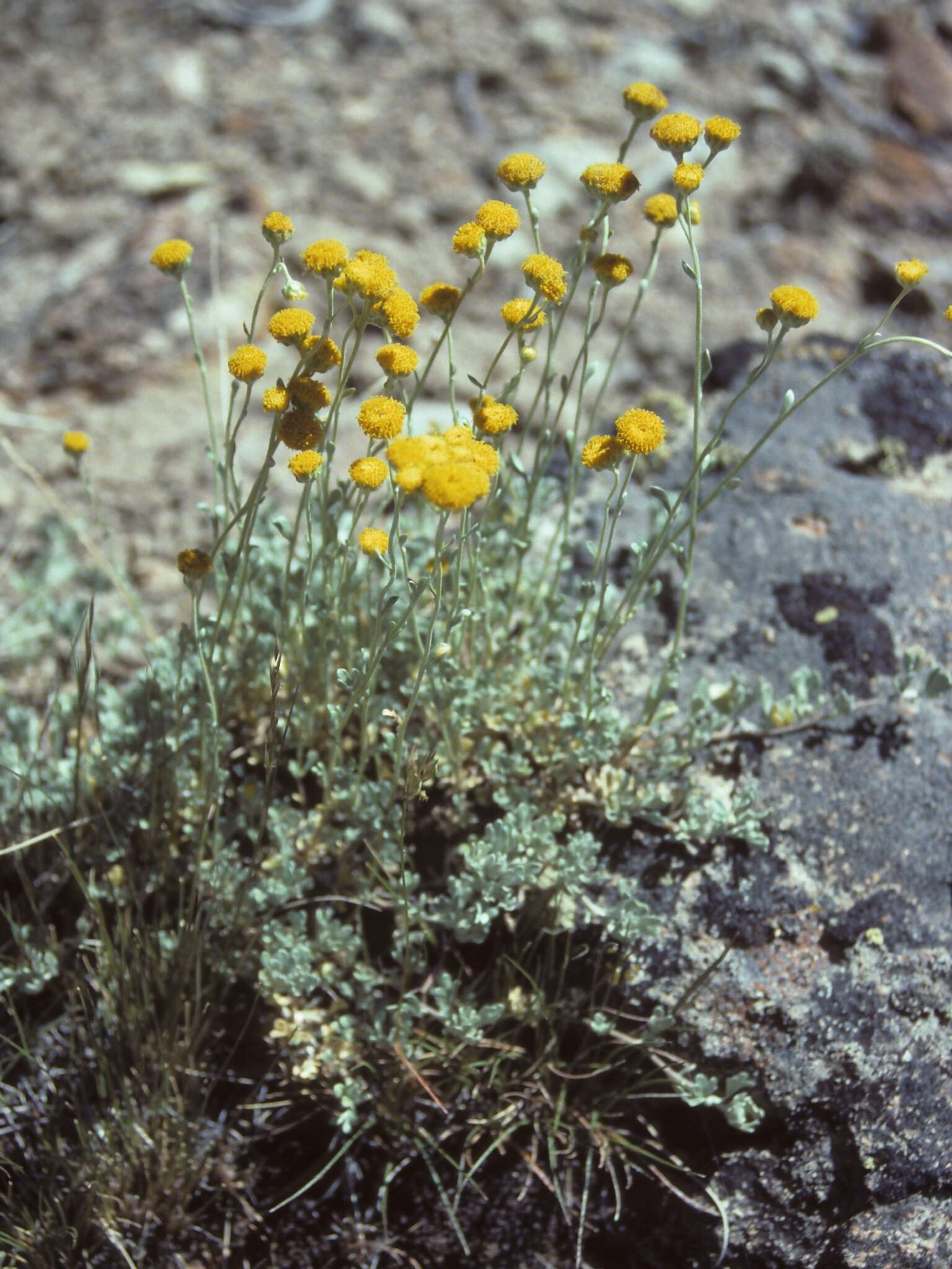 Imagem de Artemisia nuttallii (Torr. & A. Gray) Mosyakin, L. M. Shultz & G. V. Boiko