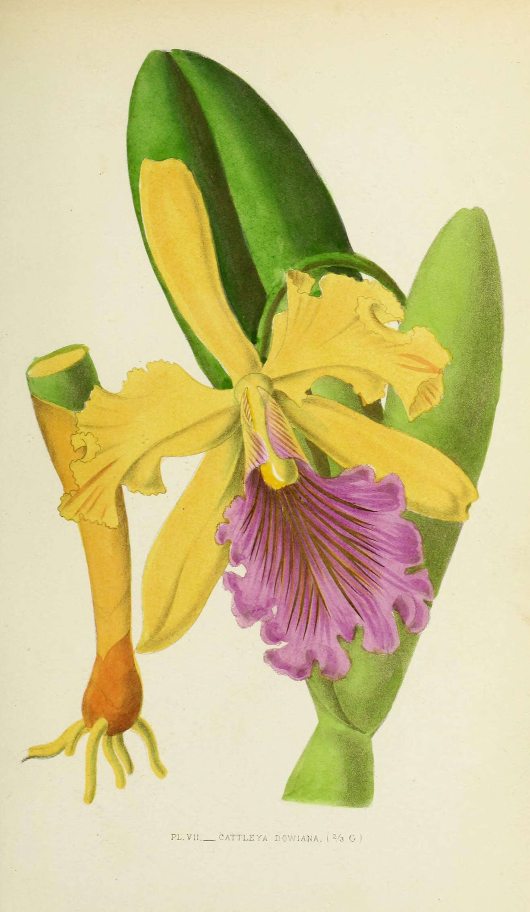 Image of Dow's Cattleya