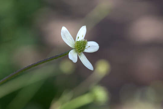 Image of <i>Anemone rivularis</i>