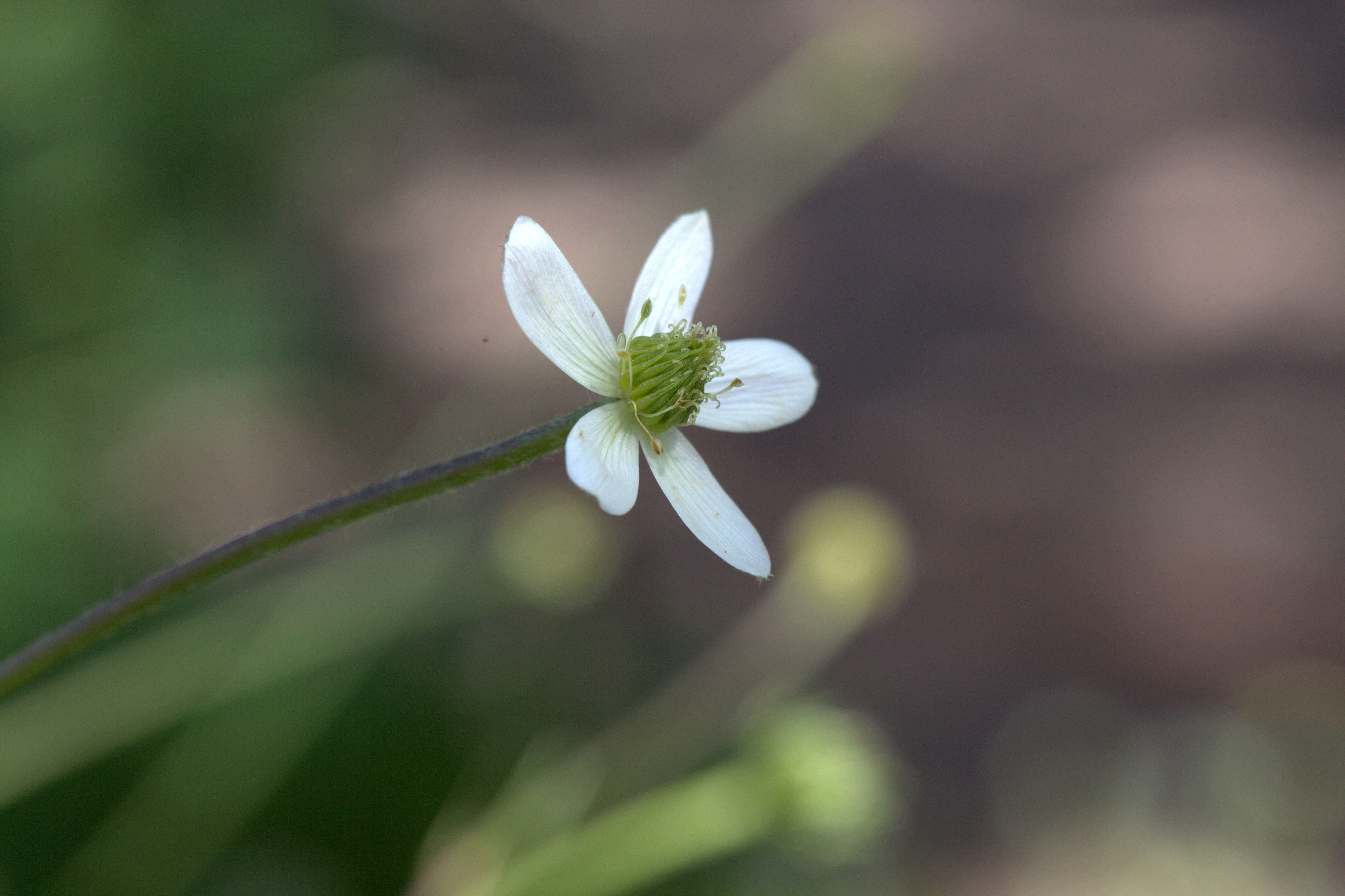 Image de <i>Anemone rivularis</i>