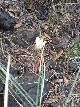 Imagem de Zephyranthes concolor (Lindl.) Benth. & Hook. fil.