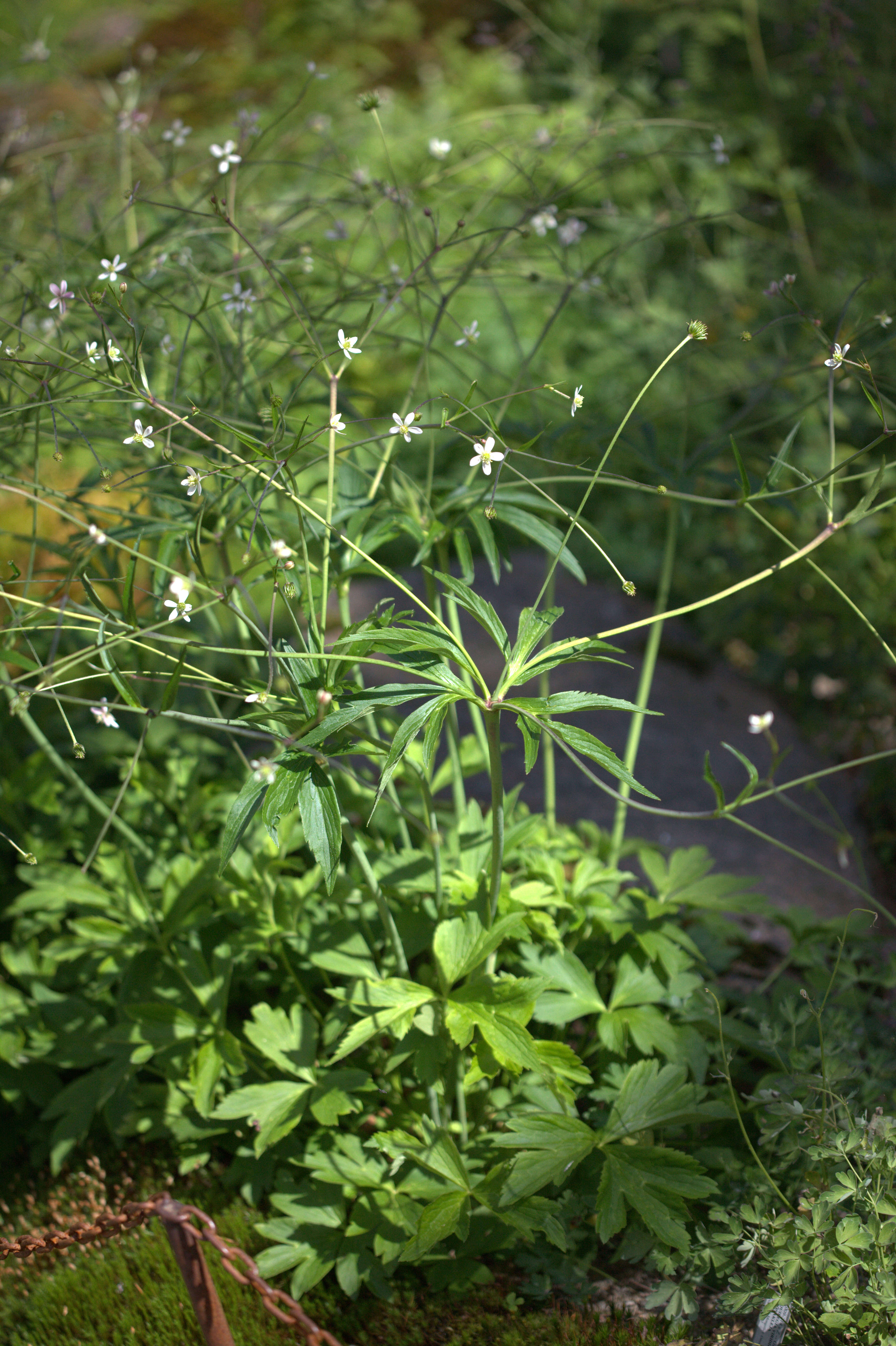 Image de <i>Anemone rivularis</i>