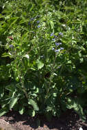 Image of Salvia przewalskii Maxim.