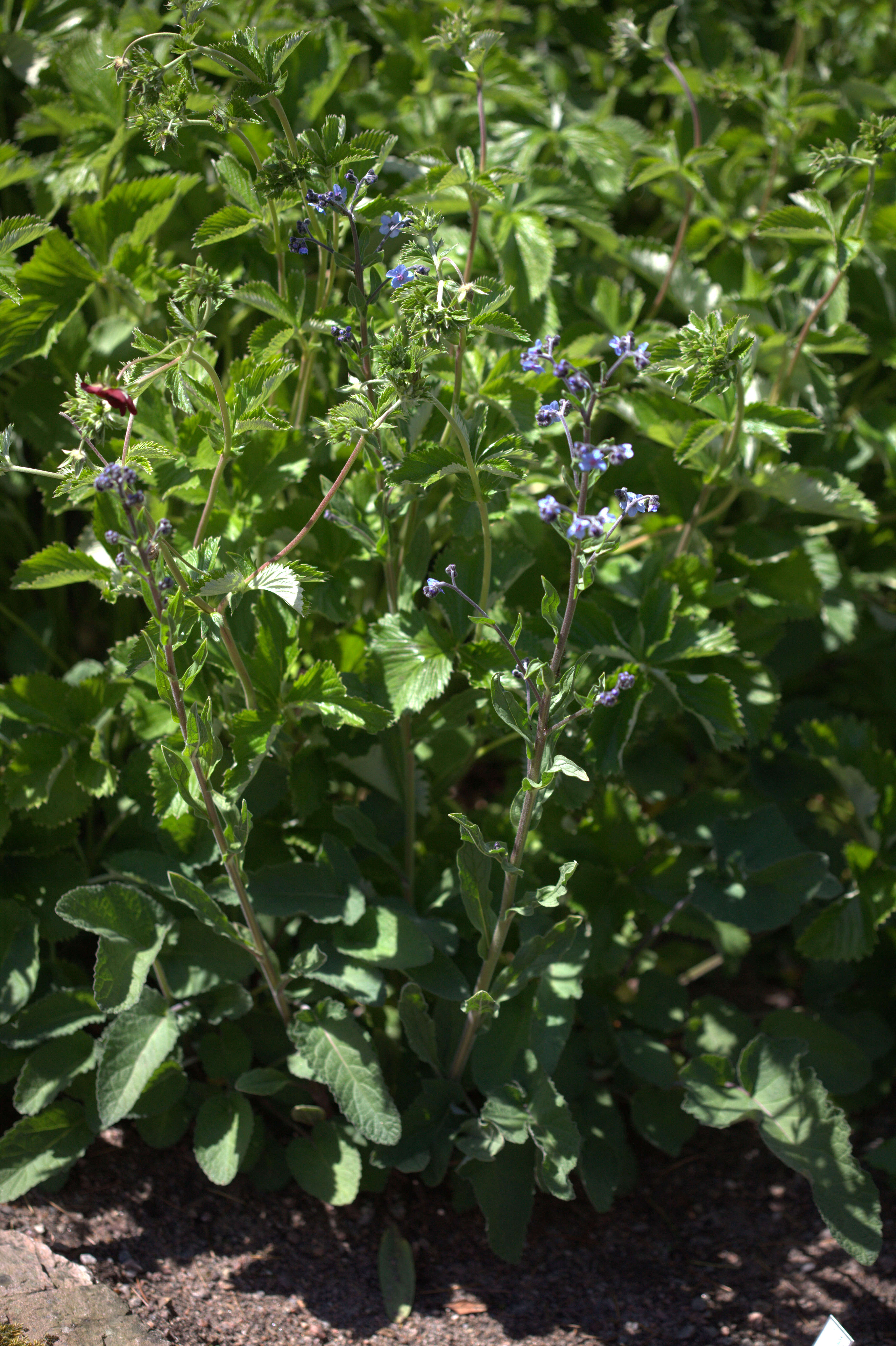 Salvia przewalskii Maxim. resmi