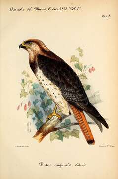 Image of African Red-tailed Buzzard