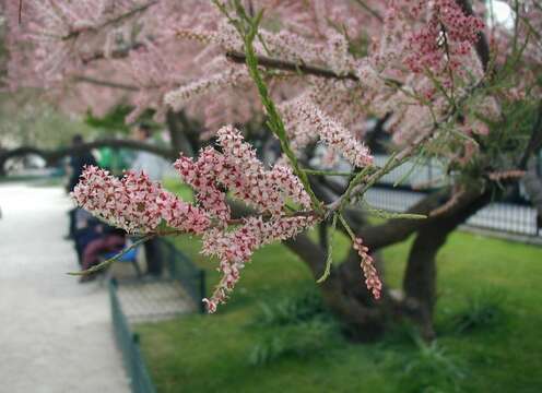 Image of saltcedar