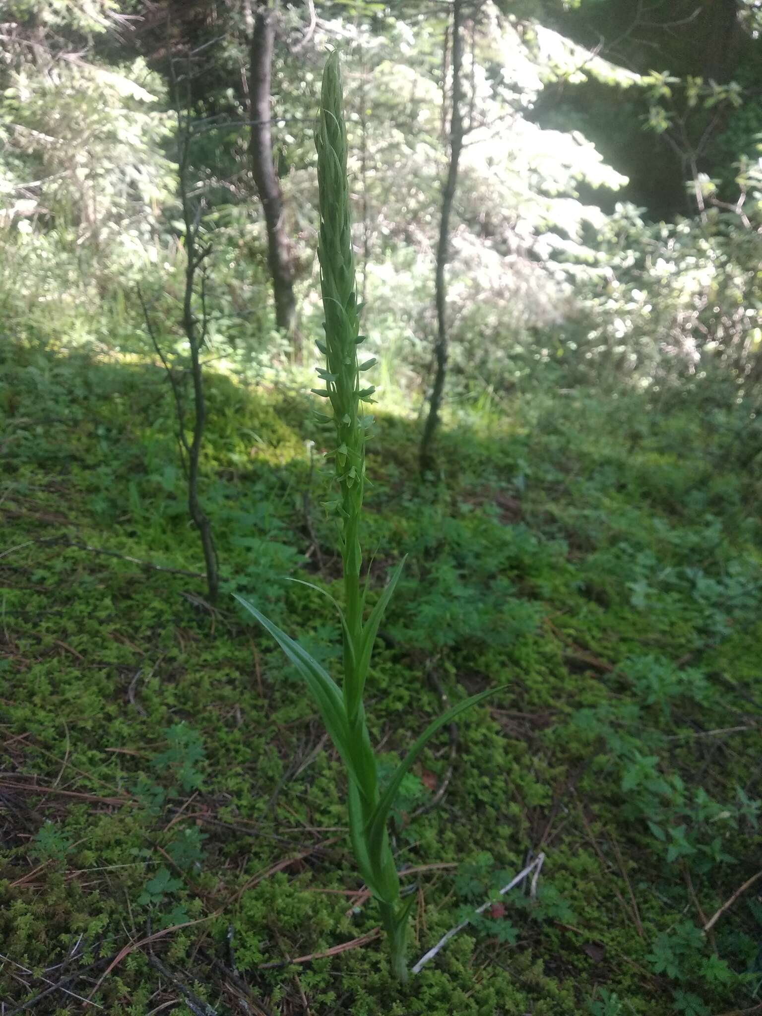 Слика од Coenoemersa volcanica (Lindl.) R. González & Lizb. Hern.