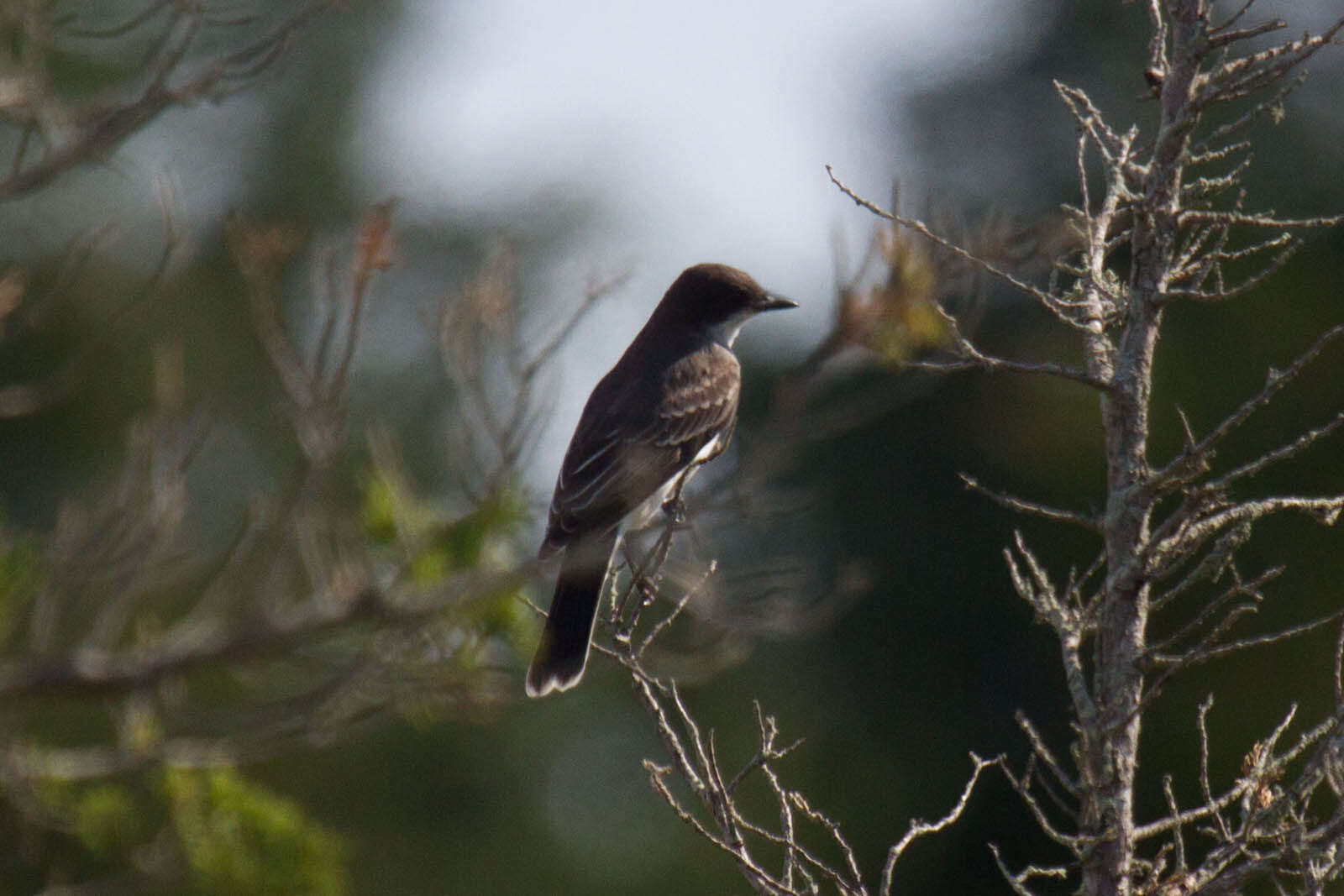 Image of Eastern Kingbird