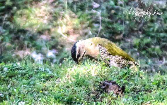 Image of Scaly-bellied Woodpecker