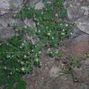 Image of Chrysanthemum potentilloides Hand.-Mazz.